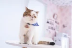 作成例3写真